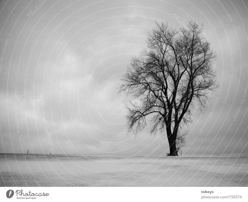 Alpha-Zeit Winter Schnee Natur Baum Alpen kalt Einsamkeit Allgäu Wheinachten b/w tobeys Schwarzweißfoto