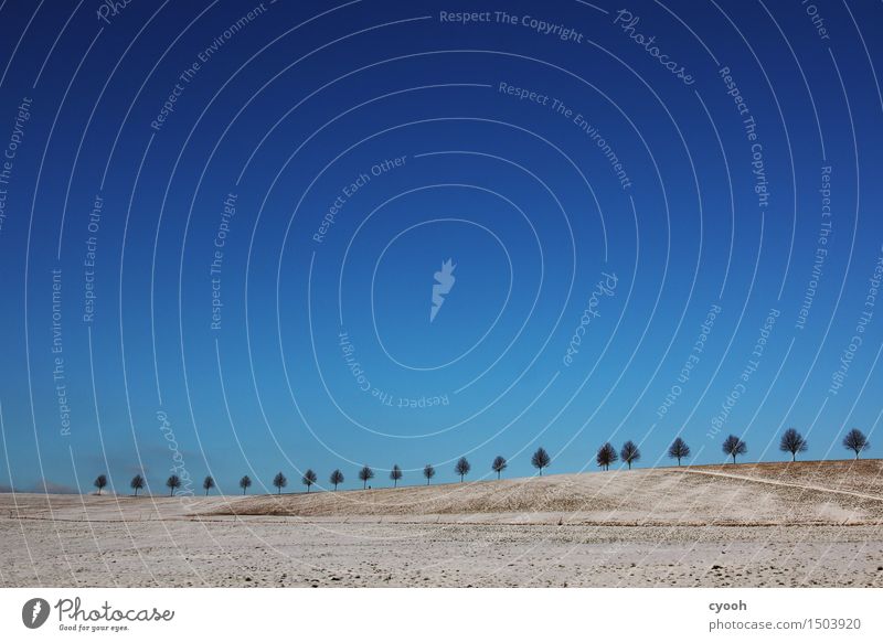 weiß-blaue Tage Natur Landschaft Luft Himmel Wolkenloser Himmel Winter Schönes Wetter Schnee Baum Feld Ferne frei Unendlichkeit kalt natürlich Einsamkeit