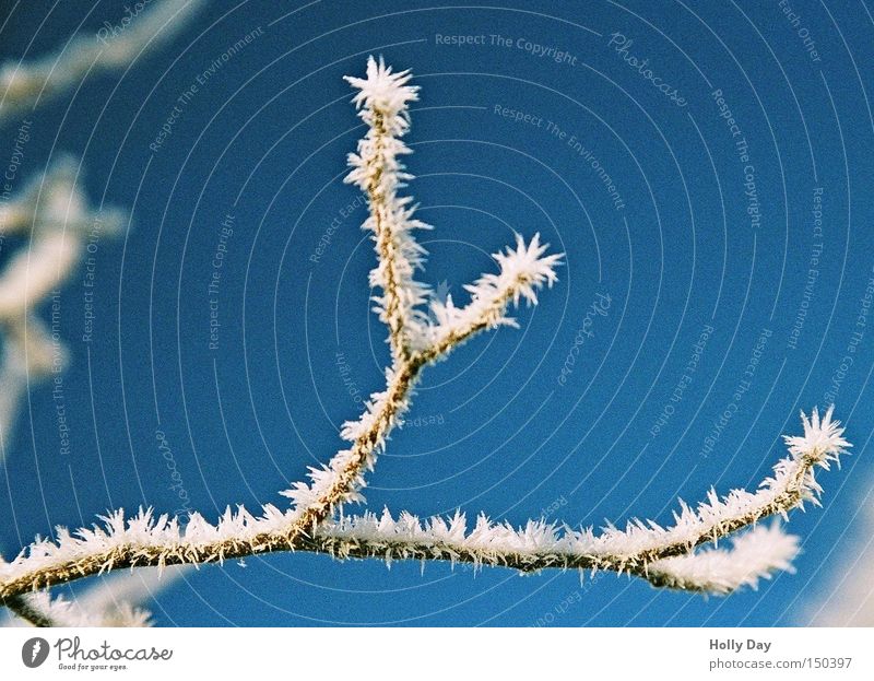 Eisige Stimmung Zweig Ast Frost blau Blauer Himmel kalt Baum Schönes Wetter Winter Januar Eispickel Eiszapfen Schnee