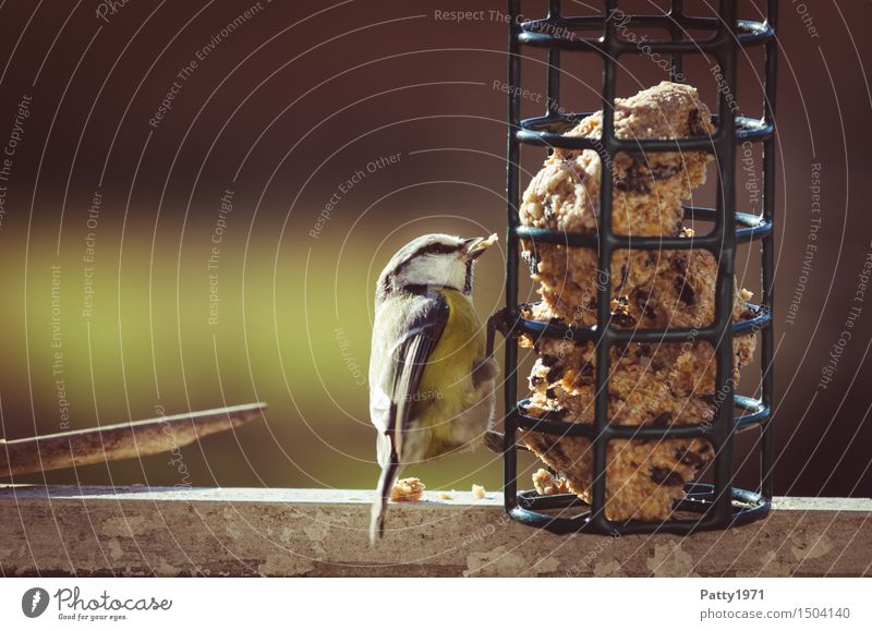 Blaumeise Wildtier Vogel Cyanistes caeruleus 1 Tier Fressen füttern blau gelb weiß Natur Überleben Außenaufnahme Textfreiraum links Tag