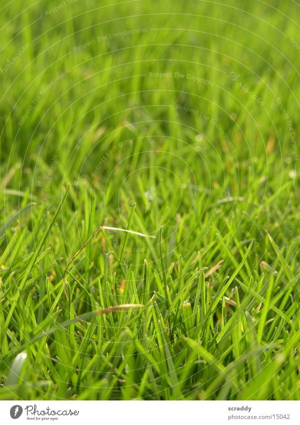 Wiese Gras grün Frühling saftig Garten Frühjahr Sonne