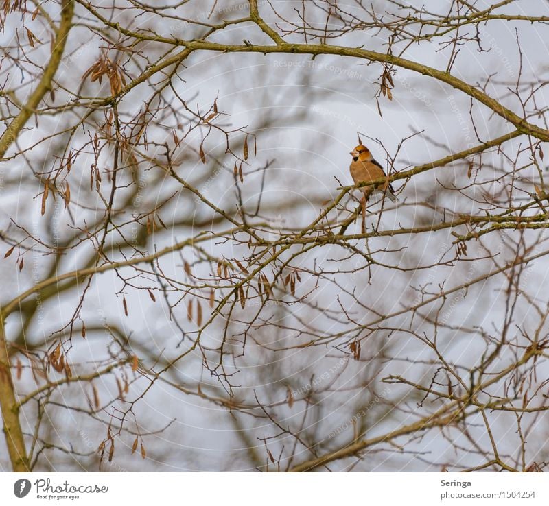 Kernbeißer (Coccothraustes coccothraustes) Pflanze Tier Winter Baum Park Vogel Tiergesicht Flügel 1 beobachten fliegen sitzen Gedeckte Farben mehrfarbig