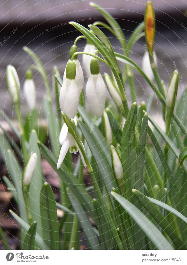 Schneeglöckchen Blume Frühling sprießen weiß grün Halm Makroaufnahme