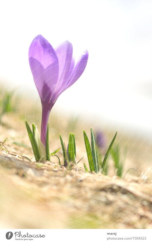 Der große Durchbruch Natur Pflanze Frühling Blume Wildpflanze Krokusse Frühblüher Wiese natürlich Frühlingsgefühle Vorfreude Frühlingsblume violett Blühend