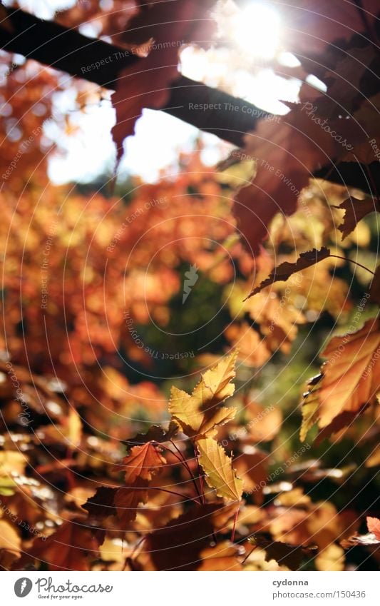 Rote Phase I Herbst mehrfarbig Blatt fallen Baum Natur Zeit Sonne Gefühle Landschaft Herz-/Kreislauf-System Vergangenheit Erinnerung Zauberei u. Magie schön