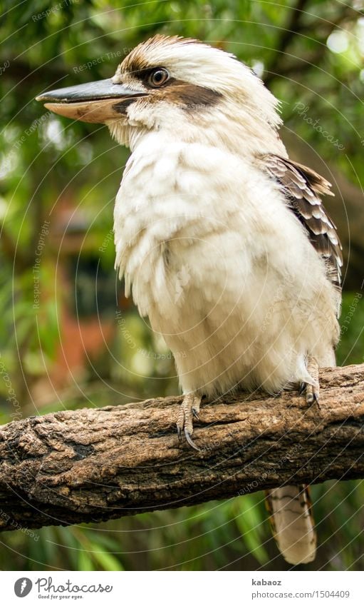 Kookaburra Umwelt Natur Schönes Wetter Wald Urwald Tier Wildtier Vogel Zoo 1 Holz beobachten genießen exotisch Glück Neugier niedlich braun grün weiß Freude