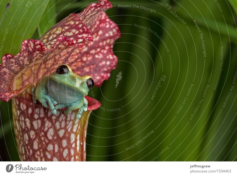 Kastanienbrauner gemusterter Baum-Frosch auf roter Kannenpflanze Umwelt Natur Pflanze Tier Blume exotisch Haustier Wildtier 1 Tierjunges atmen beobachten hängen