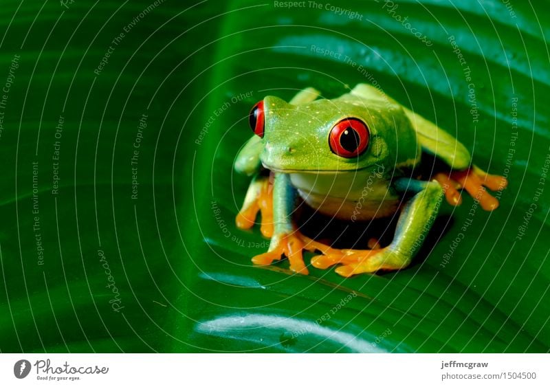 Rotäugiger Baum-Frosch auf riesigem Blatt Umwelt Natur Pflanze Tier Grünpflanze Haustier Wildtier 1 hocken hören Jagd knien Farbfoto mehrfarbig Nahaufnahme