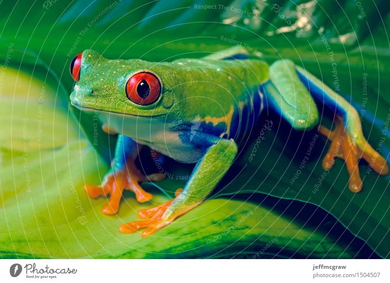 Rotäugiger Baum-Frosch auf Blättern Umwelt Natur Pflanze Tier Blatt Haustier Wildtier 1 hocken hören Jagd knien Farbfoto mehrfarbig Nahaufnahme Detailaufnahme