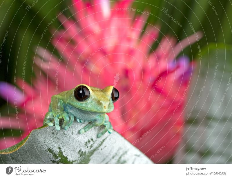 Laubfrosch auf Blatt Umwelt Natur Pflanze Tier Blüte exotisch Haustier Wildtier Frosch 1 Tierjunges hängen hocken hören Jagd Farbfoto mehrfarbig