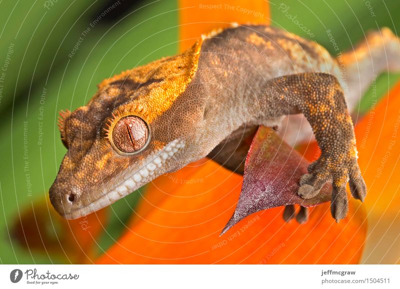 Gecko Nahaufnahme Natur Pflanze Tier exotisch Haustier Wildtier Tiergesicht Schuppen 1 hängen hocken hören Jagd laufen Farbfoto mehrfarbig Detailaufnahme