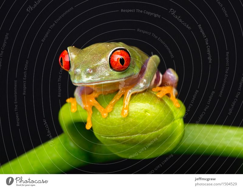 Baby-Frosch auf Blumen-Knospe Umwelt Natur Pflanze Tier exotisch Haustier Wildtier 1 Tierjunges hängen hocken hören Farbfoto mehrfarbig Nahaufnahme