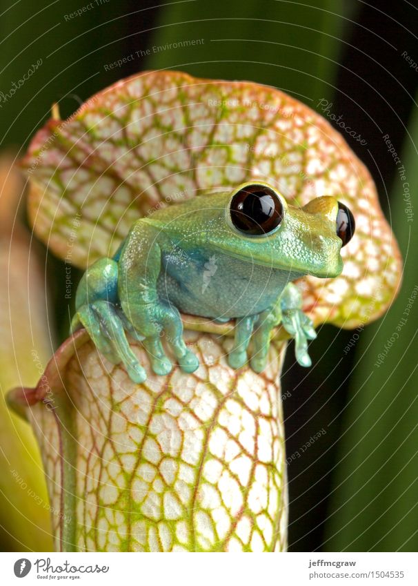 Baumfrosch auf Pikther-Anlage Natur Pflanze Tier exotisch Haustier Wildtier Frosch 1 hängen Farbfoto mehrfarbig Textfreiraum oben Textfreiraum unten Tierporträt