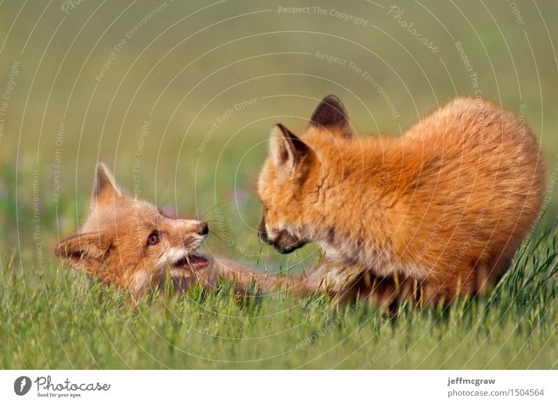 Junges Fuchsspiel Umwelt Natur Pflanze Tier Schönes Wetter Gras Wiese Wildtier 2 Tierjunges Spielen schön kuschlig Farbfoto mehrfarbig Außenaufnahme