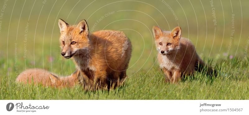 Junge Füchse auf dem Gebiet Tier Wildtier Fuchs 3 Tierjunges genießen Spielen schön kuschlig klein Farbfoto mehrfarbig Außenaufnahme Detailaufnahme Menschenleer