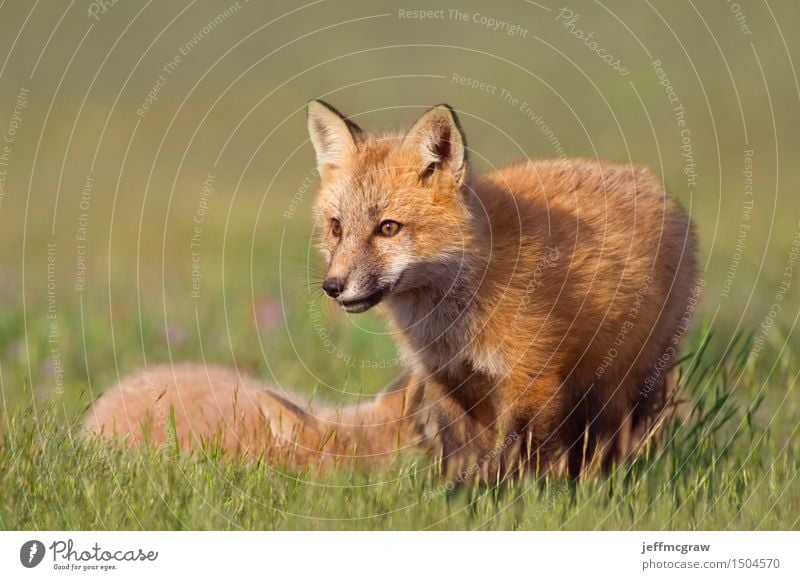 Junge Füchse Natur Landschaft Tier Gras Wiese Wildtier Fuchs 2 Tierjunges Spielen kuschlig klein schön Farbfoto mehrfarbig Außenaufnahme Menschenleer