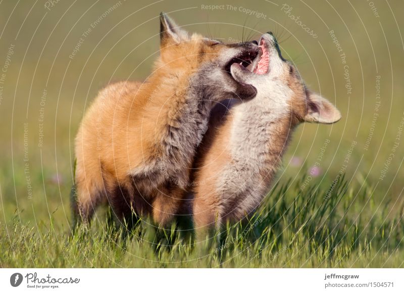 Junge Füchse beim Spielen Natur Landschaft Tier Frühling Sommer Gras Wiese Haustier Wildtier 2 Tierpaar Tierjunges Bewegung Farbfoto mehrfarbig Außenaufnahme