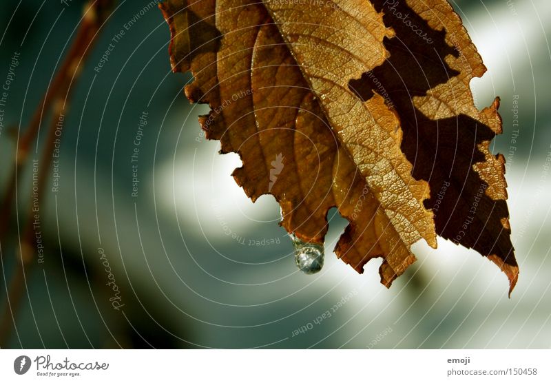 ° Blatt Herbst Pflanze Natur braun Wassertropfen die letzten warmen sonnenstrahlen im herbst bevor der winter kommt