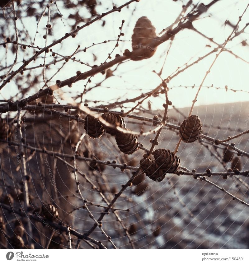 Zapfenstreich Zweig Winter zart Natur Jahreszeiten schlafen Feld Baum Lärche Nadelbaum vertikal kämpfen überwintern Ast Licht Lärchenzapfen