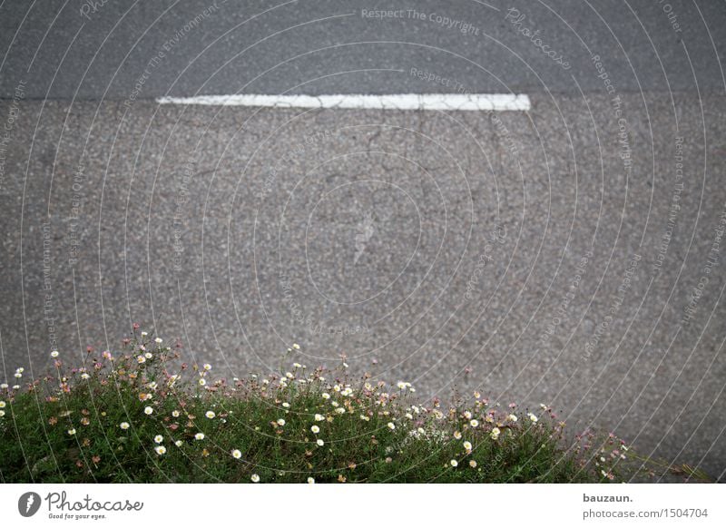 vor dem karnevalszug. Erde Pflanze Blume Blüte Grünpflanze Garten Verkehr Autofahren Straße Wege & Pfade Linie Streifen Blühend grau Stadt Farbfoto Menschenleer