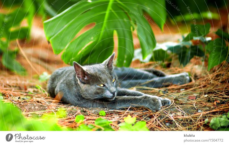 Ein Straßenkatzenstillstehen schön Spielen Baby Freundschaft Natur Tier Stadt Behaarung Haustier Katze Pfote Stein sitzen klein lustig niedlich grau schwarz