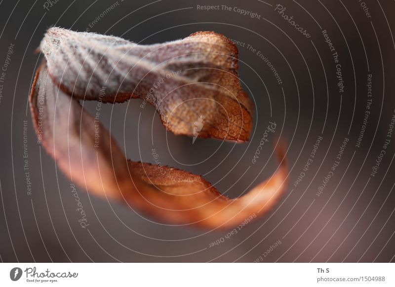 Blatt Natur Pflanze Herbst Winter Bewegung verblüht ästhetisch authentisch einfach elegant natürlich braun Gelassenheit geduldig ruhig harmonisch schön Farbfoto