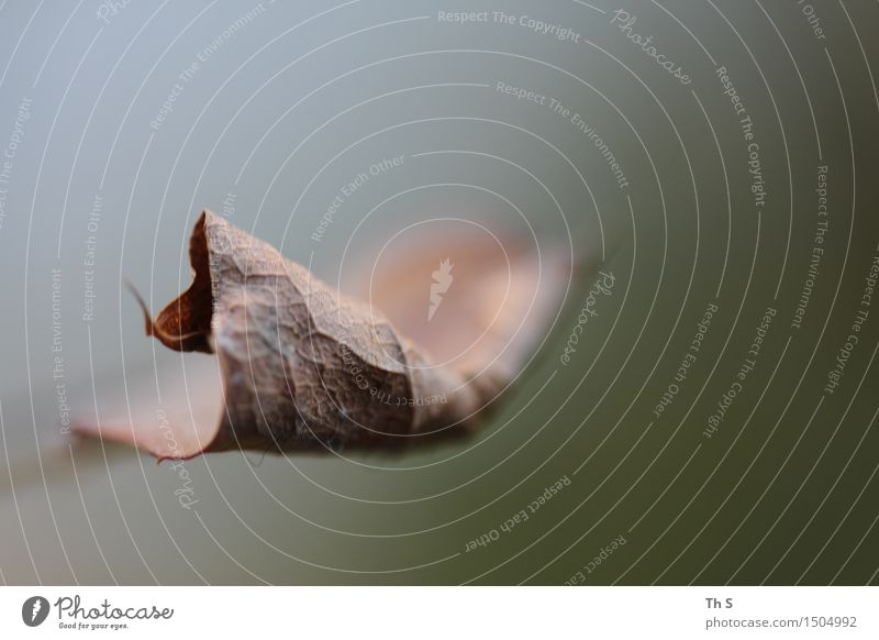 Blatt Natur Pflanze Herbst Winter Bewegung ästhetisch authentisch einfach elegant natürlich braun grün Gelassenheit geduldig ruhig einzigartig harmonisch