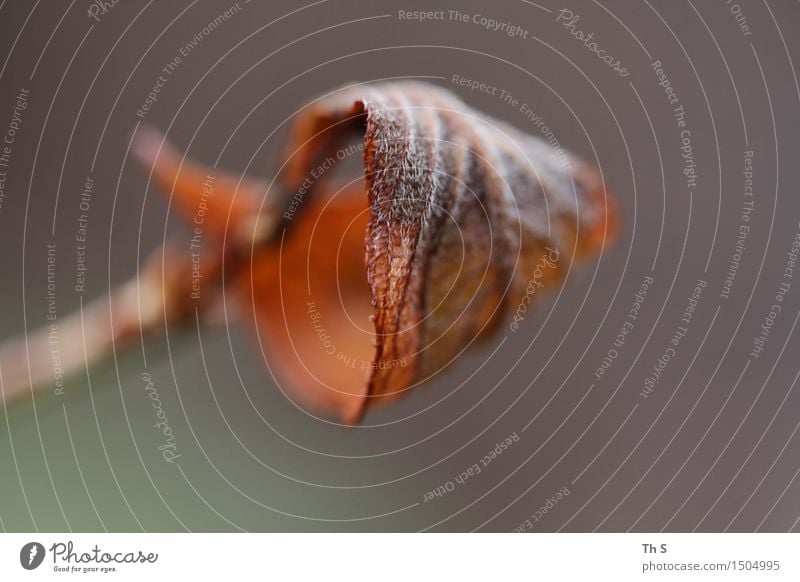 Blatt Natur Pflanze Herbst Winter verblüht ästhetisch authentisch einfach elegant natürlich braun grün Gelassenheit geduldig ruhig einzigartig harmonisch schön