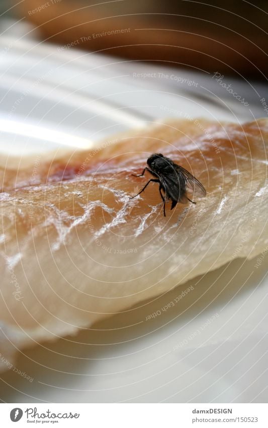 Herr Ober eine Fliege Geruch Teller Tier Fleisch Gastronomie Gammelfleisch Ernährung Fisch Übelriechend