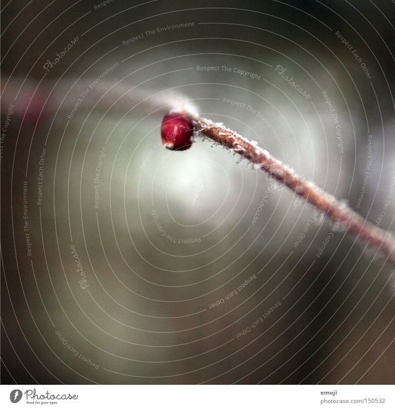 malerisch. point rouge. Ast Natur Pflanze Frost kalt gefroren Makroaufnahme Nahaufnahme Kristallstrukturen kälteeinbruch Seil gemalt