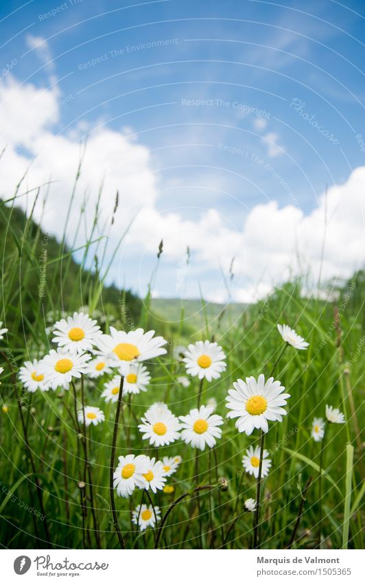 Idyll Landschaft Pflanze Himmel Wolken Frühling Schönes Wetter Blume Gras Margerite Wiese Alpen Berge u. Gebirge Duft Freundlichkeit Fröhlichkeit frisch hell