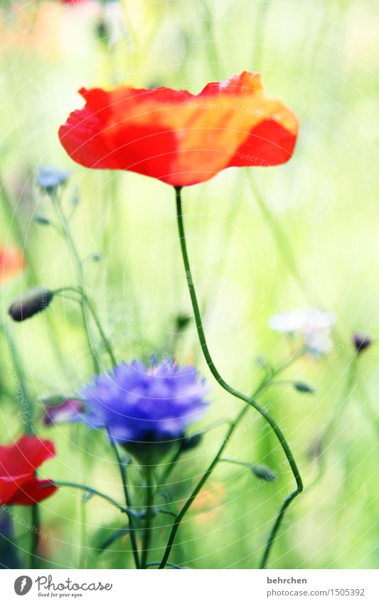 mo(h)ntag yeah! Natur Pflanze Frühling Sommer Schönes Wetter Blume Gras Blatt Blüte Mohn Garten Park Wiese Blühend Duft verblüht Wachstum schön grün rot Stengel