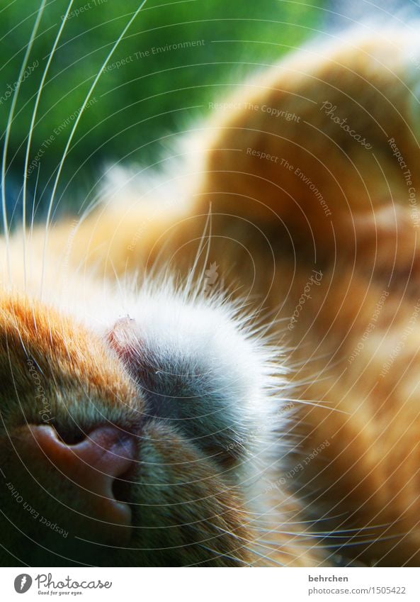 sabberheini Natur Tier Frühling Sommer Schönes Wetter Garten Park Wiese Haustier Katze Fell Nase Maul Schnurrhaar 1 genießen träumen schön Streicheln kuschlig