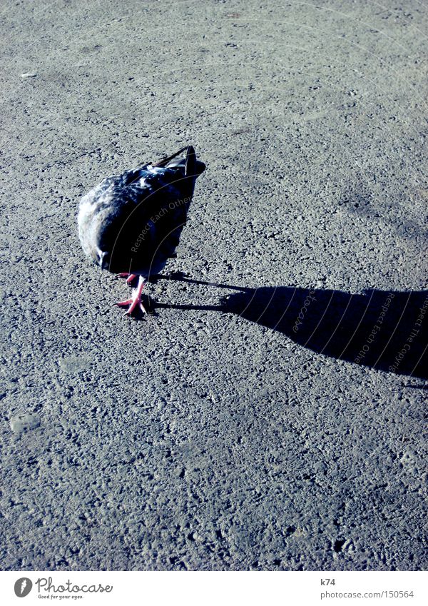 citybird 2 Spaziergang Taube Straße Teer Asphalt Schatten Vogel Schnabel Feder Krallen Verkehrswege piep