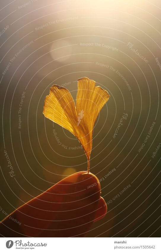 Ginko Glücksbringer Natur Pflanze Frühling Herbst Blatt Blüte Stimmung Ginkgo Finger vertrocknet Farbfoto Außenaufnahme Nahaufnahme Detailaufnahme Makroaufnahme