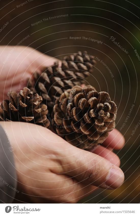 Hände voll Natur Pflanze Herbst Stimmung Hand Wald Zapfen braun Sammlung Farbfoto Außenaufnahme Detailaufnahme Tag Kiefernzapfen zeigen Daumen