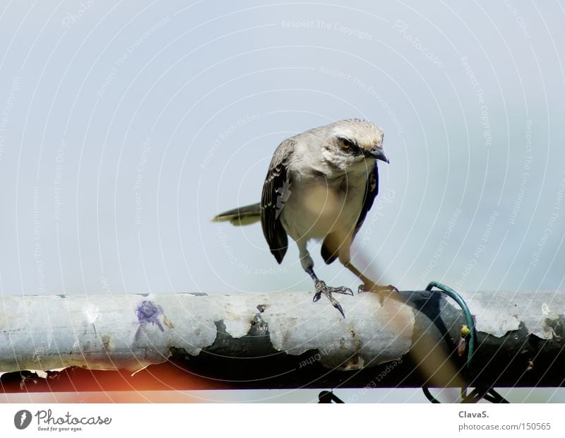 Schräger Vogel Tier Himmel Vorgesetzter Einsamkeit Stab Misstrauen Wut Ärger ClavaS. missgestimmt