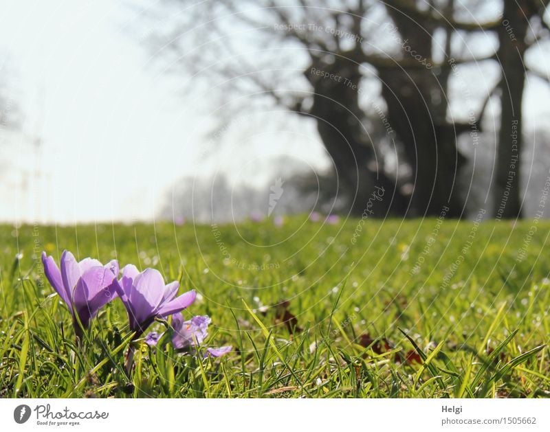 Frühlingswiese Umwelt Natur Landschaft Pflanze Himmel Schönes Wetter Baum Blume Gras Blüte Grünpflanze Park Blühend leuchten Wachstum ästhetisch frisch schön