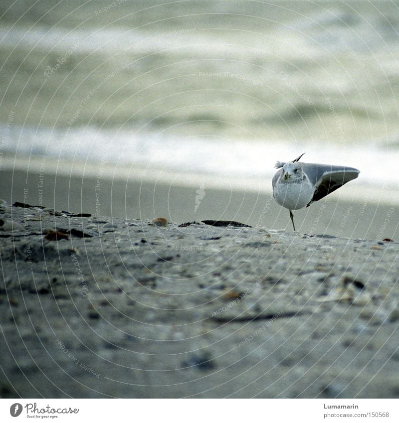 Strandgymnastik Zufriedenheit Erholung ruhig Meer Sand Wasser Küste Vogel Konzentration Möwe Turnen Farbfoto Gedeckte Farben Außenaufnahme Nahaufnahme