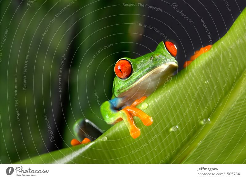 Rotäugiger Baum-Frosch auf Laub Umwelt Natur Pflanze Tier Blatt exotisch Haustier Wildtier 1 hängen Farbfoto mehrfarbig Menschenleer Textfreiraum links Tag