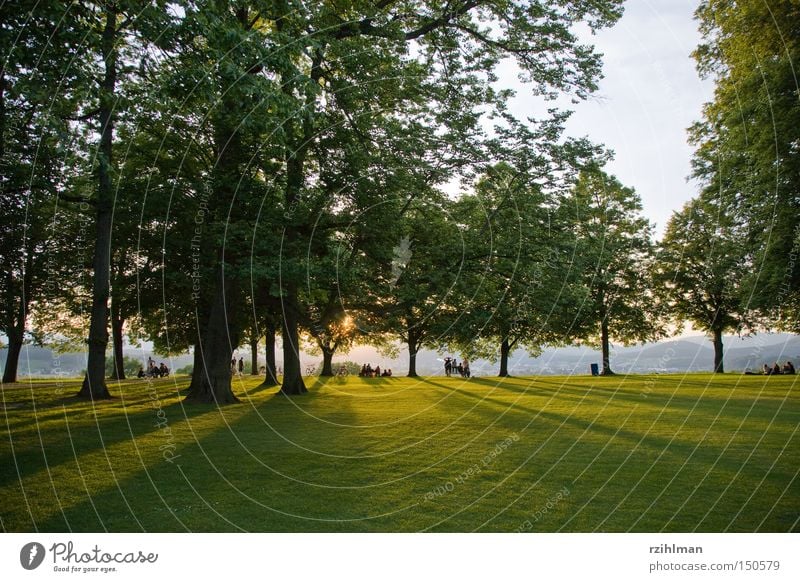 Chillout auf dem Heitere Platz in Zofingen Abend Abendsonne Abenddämmerung Erholung Baum grün Mensch Rasen Sonne heiteren