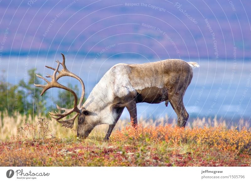 Männliches Karibu, das weiden lässt Umwelt Natur Landschaft Pflanze Tier Baum Gras Sträucher Feld Berge u. Gebirge Wildtier 1 füttern Farbfoto mehrfarbig