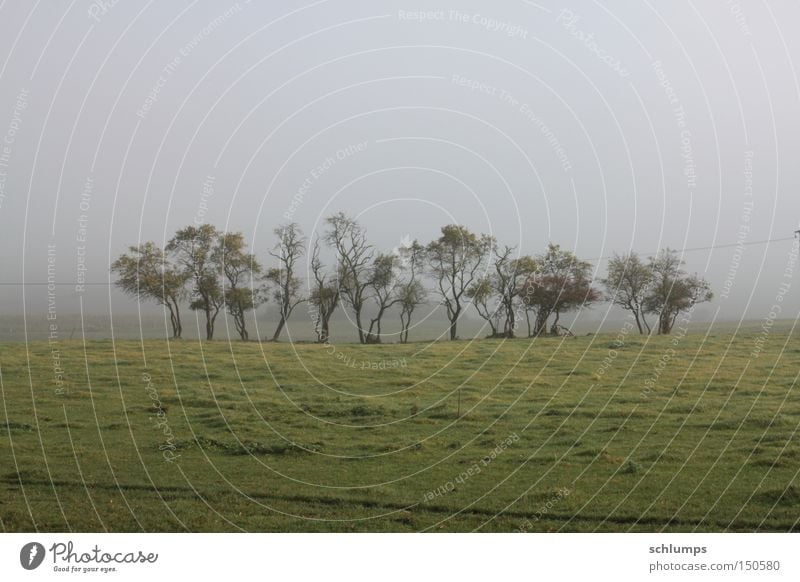 grueppchen Baum Nebel Herbst Mecklenburg-Vorpommern Landschaft Morgen Wiese grün Sträucher