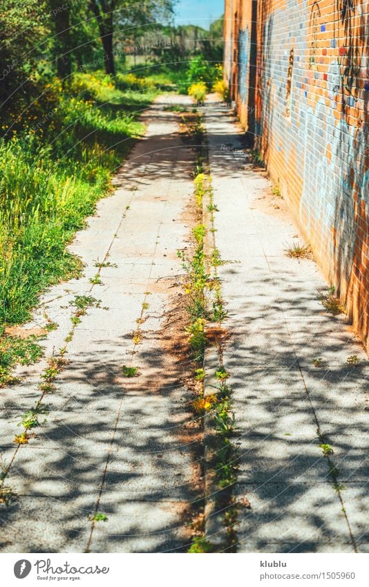 Unkraut, das durch Sprung im Pflaster wächst Kräuter & Gewürze Leben Erfolg Natur Pflanze Dürre Gras Blatt Straße Beton alt Wachstum natürlich stark grau grün