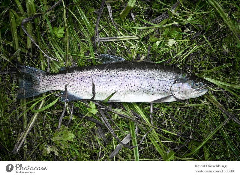 Hakentod Fisch Forelle Tier Angelrute Angler Fischer Gras Boden Kopfschuppe Flosse Angelköder Blinker Beute Gebiss Tod Sensenmann See Fleisch