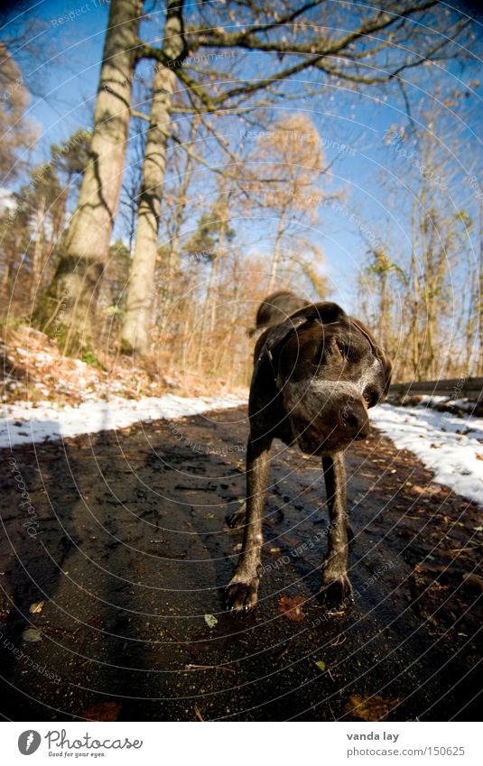 geschüttelt Hund Tier schütteln Wald Wege & Pfade Jäger Schnee Winter kalt Säugetier Rassehund deutsch kurzhaar drehen jucken Reinrassig Juckreiz Straßenhund