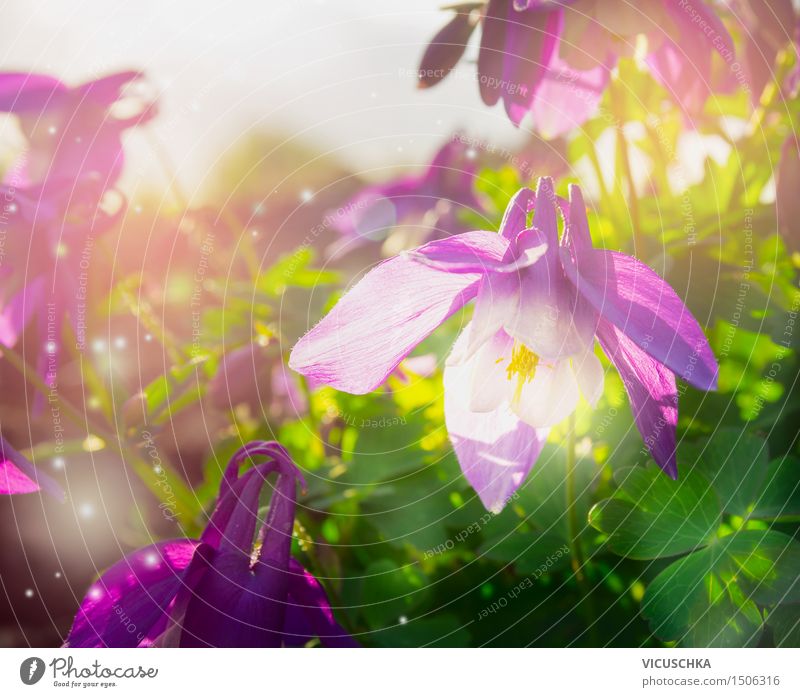 Frühlingsblumen im Garten Design Sommer Natur Pflanze Schönes Wetter Blume Park Blühend gelb rosa Freude Frühlingsgefühle Akelei Hintergrundbild violett grün