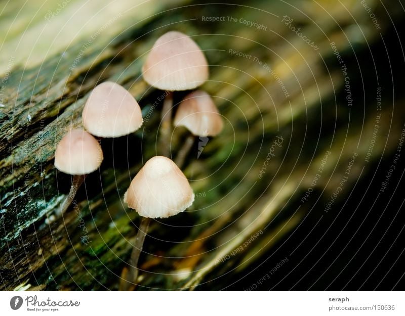 Pilzland Pflanze Knolle Botanik Herbst Makroaufnahme Nahaufnahme pilz kappe mykologie baumstamm wald männlein im walde mehrere speisepilz shroom pflanzlich