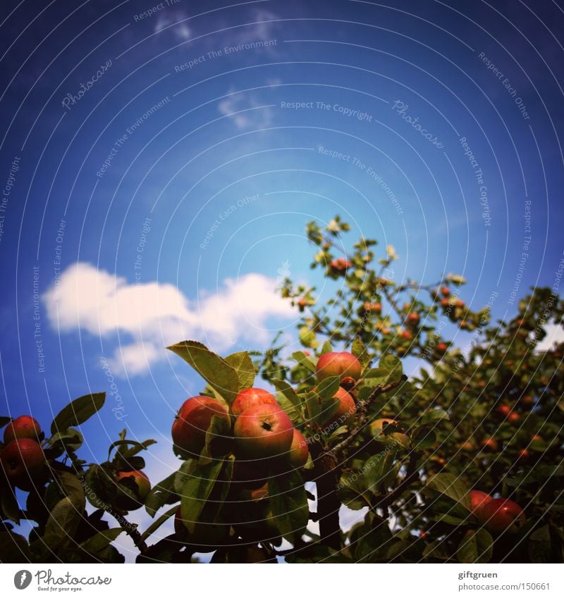 i just happen to like apples Apfel Apfelbaum Himmel Ernte Vitamin Frucht Baum Froschperspektive Quadrat Lomografie Ernährung Sommer Herbst Landwirtschaft Blatt