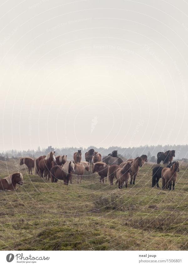 Pferde, Herde, Erde Landschaft Wolken schlechtes Wetter Nebel Weide Tier Nutztier Blick schlafen braun Kraft Vertrauen ruhig Freundschaft ruhen aufwachen